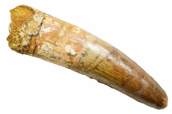 Fossil Spinosaurus Tooth - Real Dinosaur Tooth #364203
